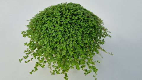 Soleirolia soleirolii