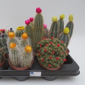 Cactus MIX