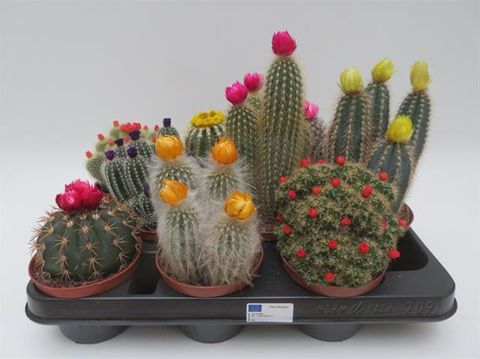Cactus MIX