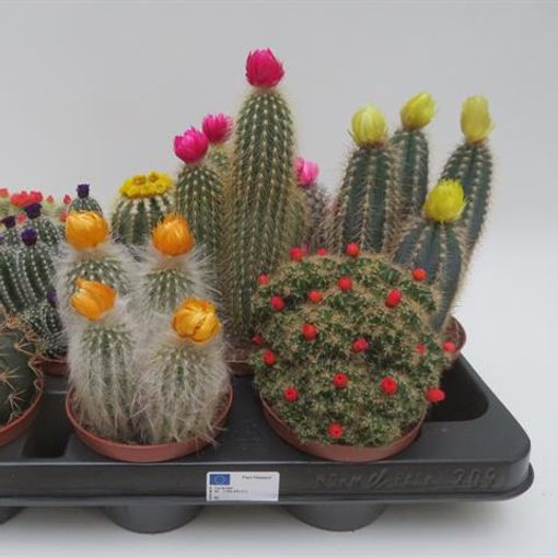 Cactus MIX