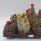 Cactus MIX