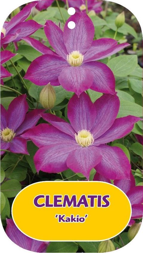 Clematis 'Kakio' (EL)