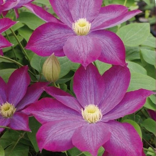 Clematis 'Kakio' (EL)