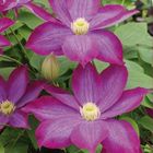 Clematis 'Kakio' (EL)