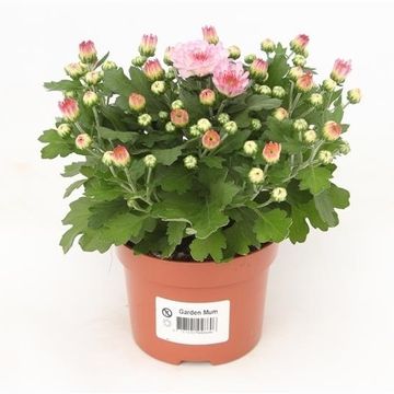 Chrysanthemum 'Braque Pink'