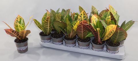 Codiaeum variegatum 'Petra'