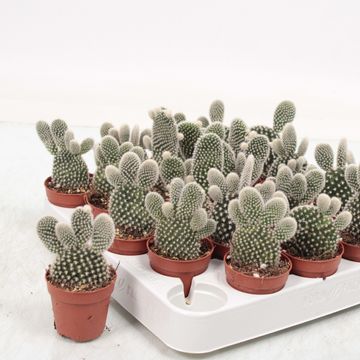 Opuntia microdasys 'Albispina'