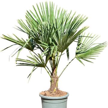 Trachycarpus fortunei