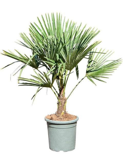 Trachycarpus fortunei