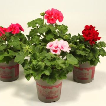 Pelargonium CALLIOPE MIX