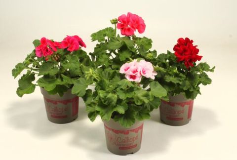 Pelargonium CALLIOPE MIX
