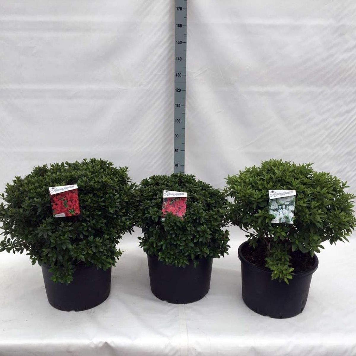 Rhododendron JAPANESE AZALEA MIX (AJ) — Plant Wholesale FlorAccess