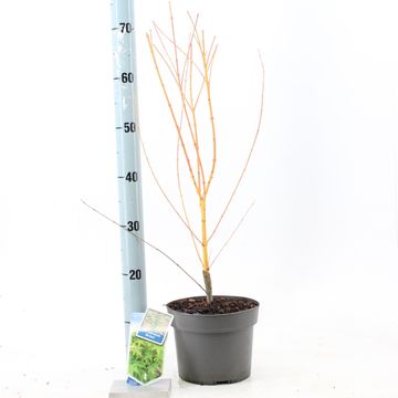 Acer palmatum 'Bi-hoo'