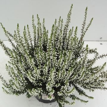 Calluna vulgaris GARDEN GIRLS MADONNA