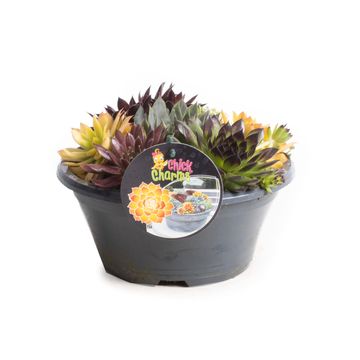 Sempervivum CHICK CHARMS MIX