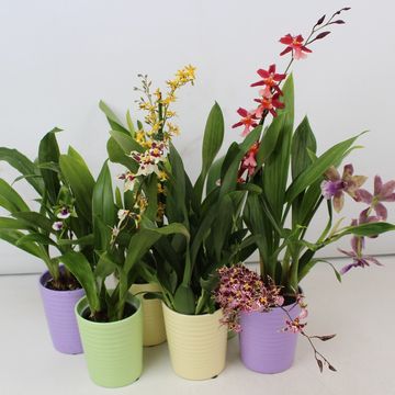 Orchid MIX