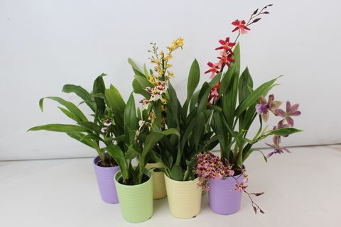 Orchid MIX