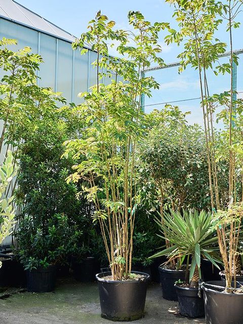 Toona sinensis 'Flamingo'