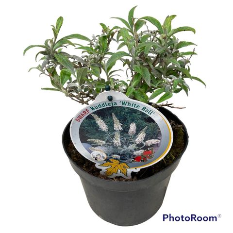 Buddleja 'White Ball'