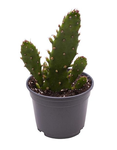 Opuntia monacantha