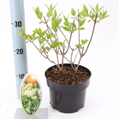 Hydrangea paniculata 'Grandiflora'