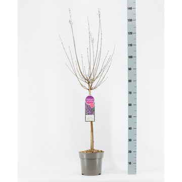 Syringa BLOOMERANG DARK PURPLE