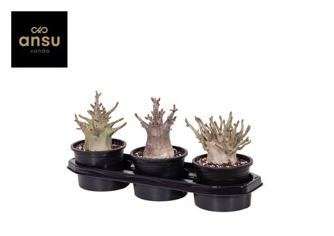 Adenium obesum ANSU BAOBAB