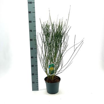 Spartium junceum