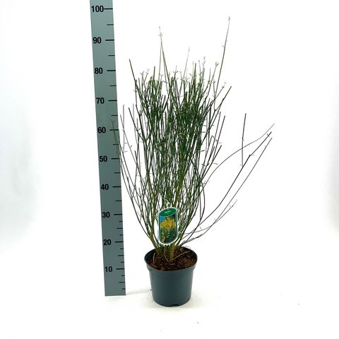 Spartium junceum