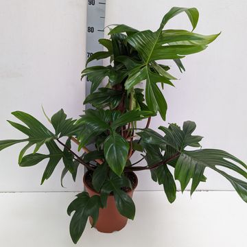 Philodendron FLORIDA GREEN