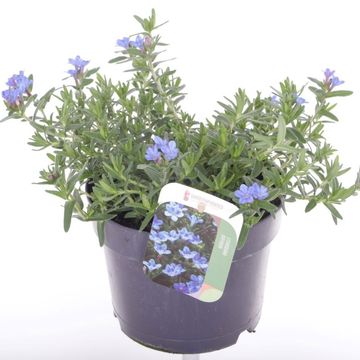 Lithodora diffusa 'Heavenly Blue'