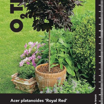 Acer platanoides 'Royal Red'