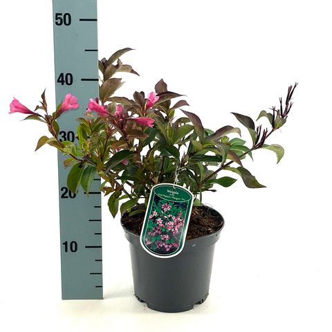 Weigela florida PINK POPPET