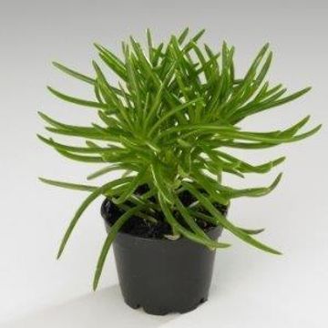 Senecio archeri 'Himalaya'