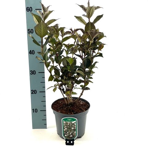 Weigela EBONY AND IVORY