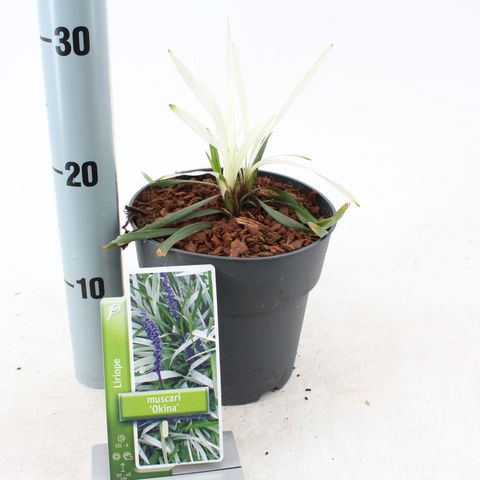 Liriope muscari 'Okina'