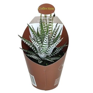 Haworthia limifolia 'Albata'