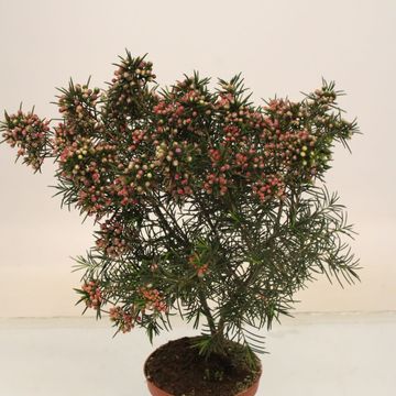 Chamelaucium uncinatum