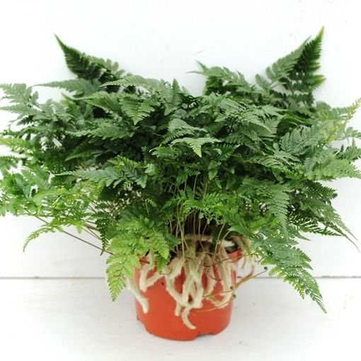 Humata tyermannii (P17 cm H35 cm) – Plant Wholesale FlorAccess