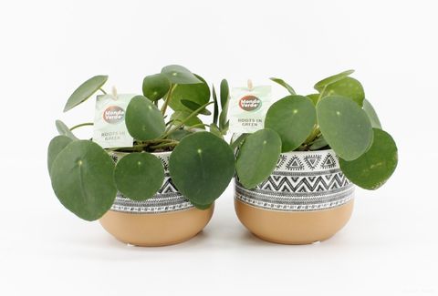 Pilea peperomioides