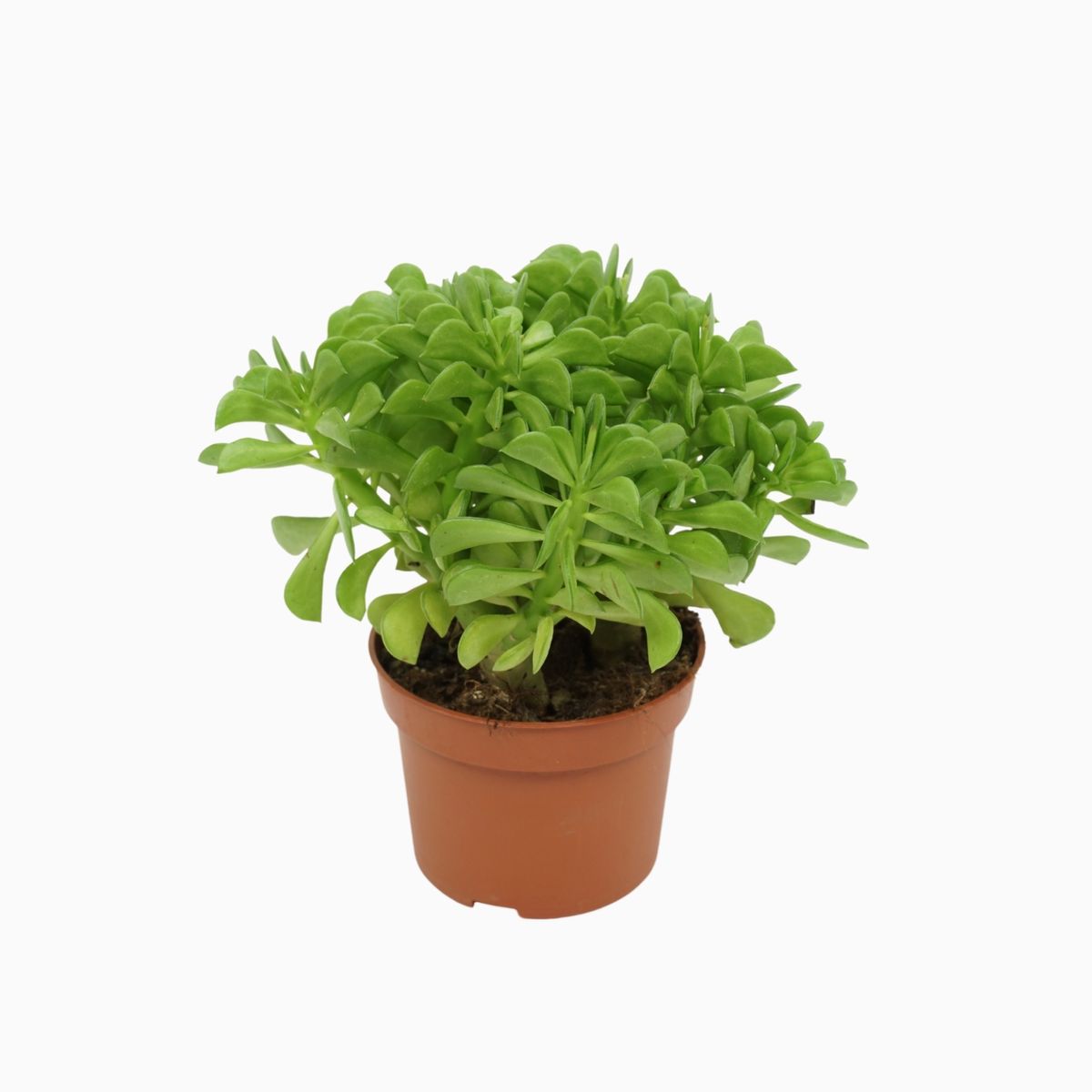 Peperomia Dolabriformis — Plant Wholesale Floraccess