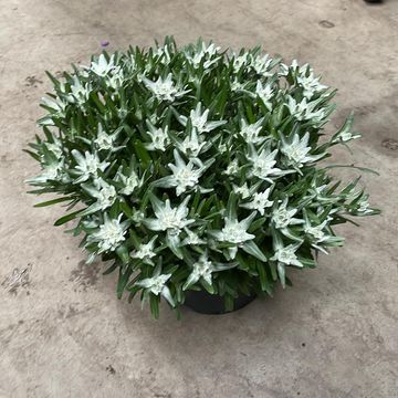 Leontopodium alpinum 'Маттерхорн'
