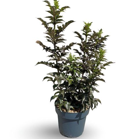 Sambucus nigra BLACK TOWER
