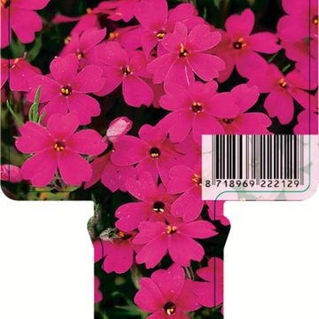 Phlox 'Scarlet Flame'