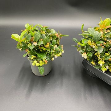 Gaultheria procumbens BIG BERRY