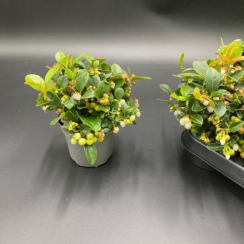 Gaultheria procumbens BIG BERRY