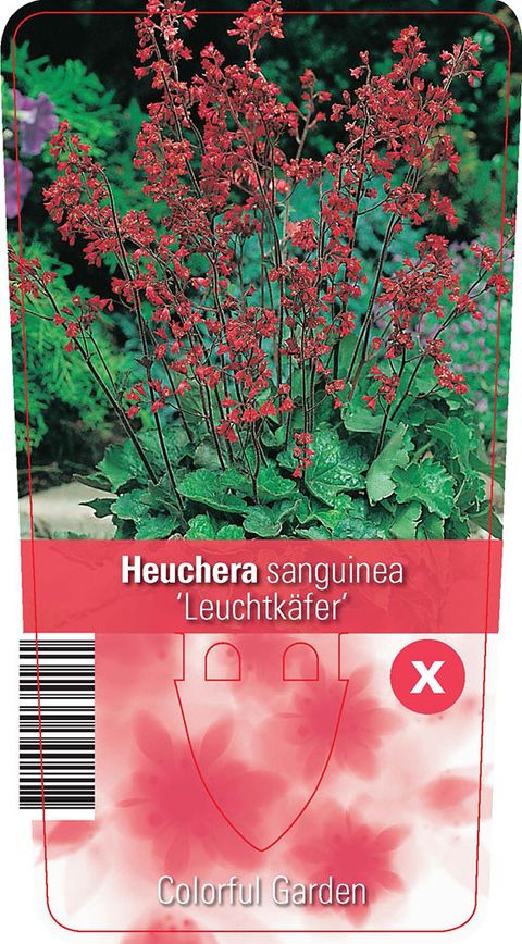 Heuchera sanguinea 'Leuchtkäfer'