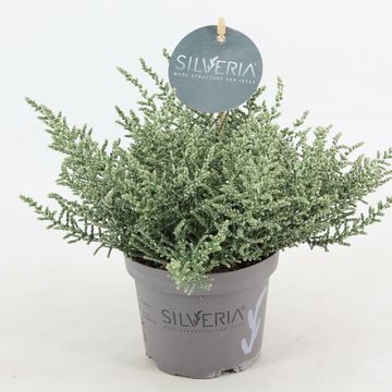 Olearia lepidophylla