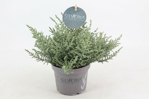 Olearia lepidophylla