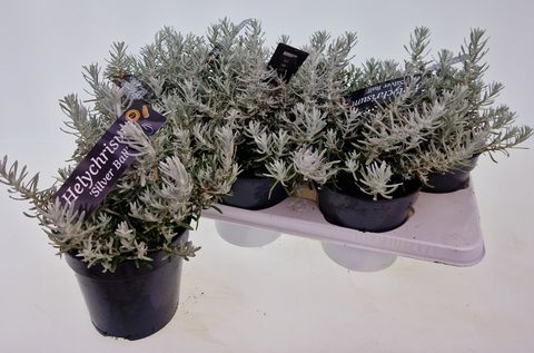 Helichrysum stoechas 'Silverball'